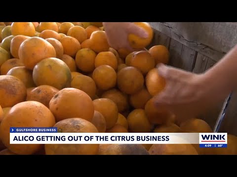 Alico Inc. CEO explains shift away from citrus industry