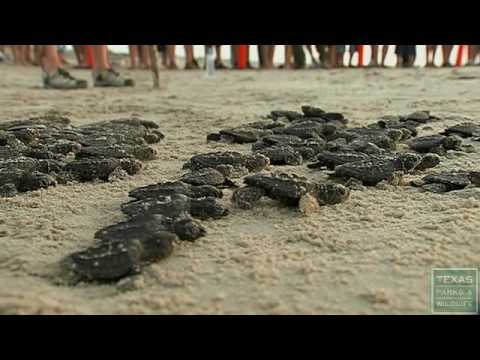 Saving the Kemp&#039;s Ridley Sea Turtles of Texas