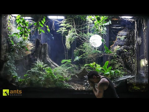 My Giant Rainforest Vivarium&#039;s Biggest Challenge Yet